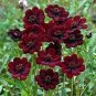 Heirloom New Rare Chocolate Cosmos Flower 200 Seeds