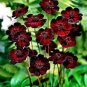 Heirloom New Rare Chocolate Cosmos Flower 200 Seeds