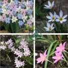 Mix Rain Lily Flowering Seeds Beautiful Bright Colors 400 Seeds
