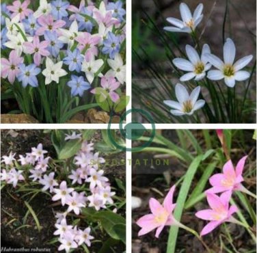 Mix Rain Lily Flowering Seeds Beautiful Bright Colors 400 Seeds