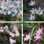 Mix Rain Lily Flowering Seeds Beautiful Bright Colors 400 Seeds