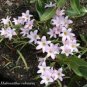 Mix Rain Lily Flowering Seeds Beautiful Bright Colors 400 Seeds