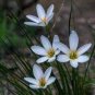 Mix Rain Lily Flowering Seeds Beautiful Bright Colors 400 Seeds