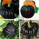 Japanese Black Pumpkin Vegetables 20 Seeds