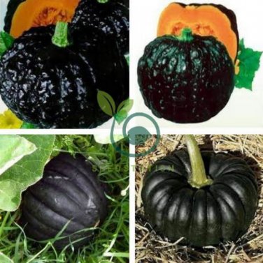 Japanese Black Pumpkin Vegetables 20 Seeds