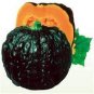 Japanese Black Pumpkin Vegetables 20 Seeds