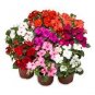 Mix Impatiens walleriana 40 seeds