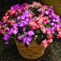 Mix Impatiens walleriana 40 seeds