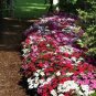 Mix Impatiens walleriana 40 seeds