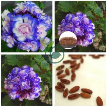 Rare 'Night Blue' Geranium Seeds Appleblossom Rosebud Pelargonium 20 Seeds