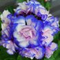 Rare 'Night Blue' Geranium Seeds Appleblossom Rosebud Pelargonium 20 Seeds