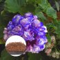 Rare 'Night Blue' Geranium Seeds Appleblossom Rosebud Pelargonium 20 Seeds