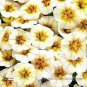 Rare Superbells Frostfire Calibrachoa Petunia Annual Flower 200 Seeds