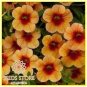 Rare Superbells Frostfire Calibrachoa Petunia Annual Flower 200 Seeds
