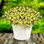 Rare Superbells Frostfire Calibrachoa Petunia Annual Flower 200 Seeds