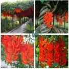 Rare Mucuna Benettii Red Jade Vine 10 Seeds