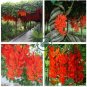 Rare Mucuna Benettii Red Jade Vine 10 Seeds