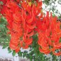 Rare Mucuna Benettii Red Jade Vine 10 Seeds