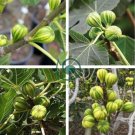 Heirloom Ficus Carica 'Panache' Tiger Stripe Fig Tree, 12 seeds