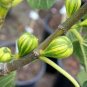 Heirloom Ficus Carica 'Panache' Tiger Stripe Fig Tree, 12 seeds