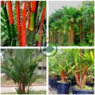 Lipstrick Palm Cyrtostachys 20 Seeds