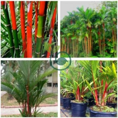 Lipstrick Palm Cyrtostachys 20 Seeds