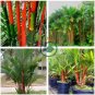 Lipstrick Palm Cyrtostachys 20 Seeds
