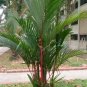 Lipstrick Palm Cyrtostachys 20 Seeds