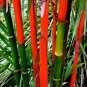 Lipstrick Palm Cyrtostachys 20 Seeds