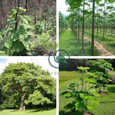 fast growing tree Paulownia 400 seeds