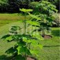 fast growing tree Paulownia 400 seeds