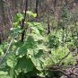 fast growing tree Paulownia 400 seeds