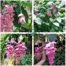 Medinilla Magnifica Bonsai Very Beautiful Bonsai 200 Seeds