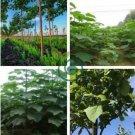 fast growing tree Paulownia seeds 1000 seeds