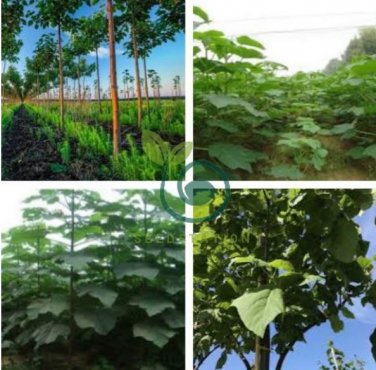 fast growing tree Paulownia seeds 1000 seeds