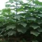 fast growing tree Paulownia seeds 1000 seeds