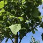fast growing tree Paulownia seeds 1000 seeds