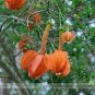 Passiflora Parritae Huge Tubular Blooming Orange Red Flowers 30 Seeds