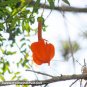 Passiflora Parritae Huge Tubular Blooming Orange Red Flowers 30 Seeds