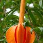 Passiflora Parritae Huge Tubular Blooming Orange Red Flowers 30 Seeds
