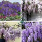Ture Heirloom Pink Wisteria Flower 200 Seeds