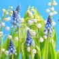 Rare 'Blue Flower Goddess' Lily of the valley Convallaria majalis Perennial Flower 100 Seeds