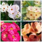 Euphorbia Milii Hybrid Middle 200 Seeds