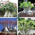 Adenium socotranum 4 seeds