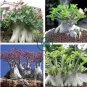 Adenium socotranum 4 seeds