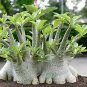 Adenium socotranum 4 seeds