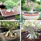 Adenium socotranum 20 seeds