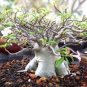 Adenium socotranum 20 seeds