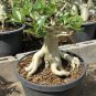 Adenium socotranum 20 seeds