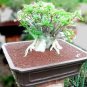 Adenium socotranum 20 seeds